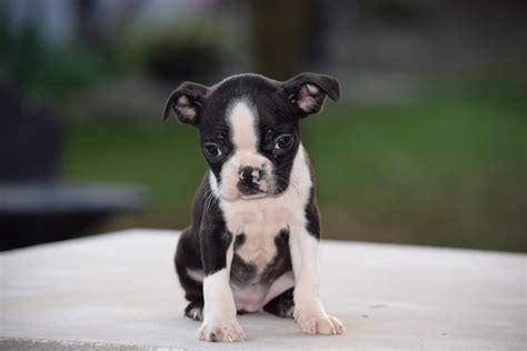 39 Boston Terrier Puppies For Sale Shipping Pic Bleumoonproductions