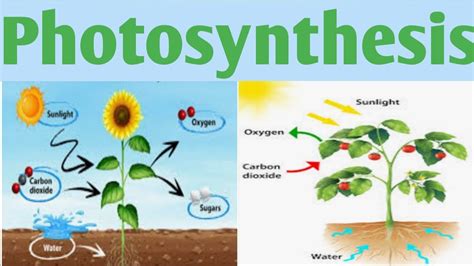 Photosynthesis Remedial Biologyunit 4bpharm 1 Year Youtube