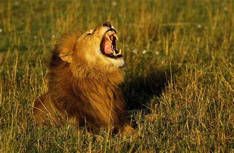 Les Lions Menacés De Disparition En Afrique De Louest Foto 7sur7be