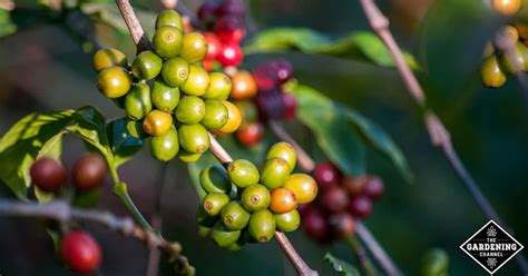 Maybe you would like to learn more about one of these? How‌ ‌To‌ ‌Grow‌ ‌Your‌ ‌Own‌ ‌Coffee‌ ‌Plant‌ ‌at‌ ‌Home‌