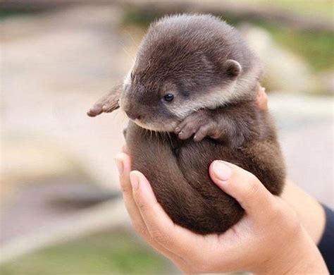 23 Cute Baby Animals That Will Make You Aww Boring