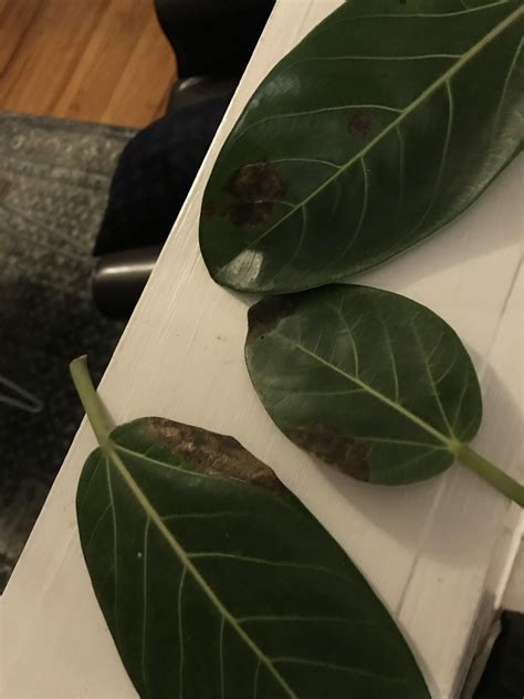 Should I Be Worried About These Brown Spots On The Leaves Of My Rubber