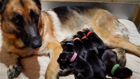 Newborn German Shepherd Puppies Youtube