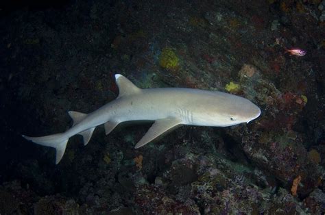 Whitetip Reef Shark In The Maldives Photograph By Science Photo Library