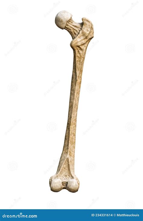 Posterior Or Back View Of A Detailed Human Femur Bone Isolated On White
