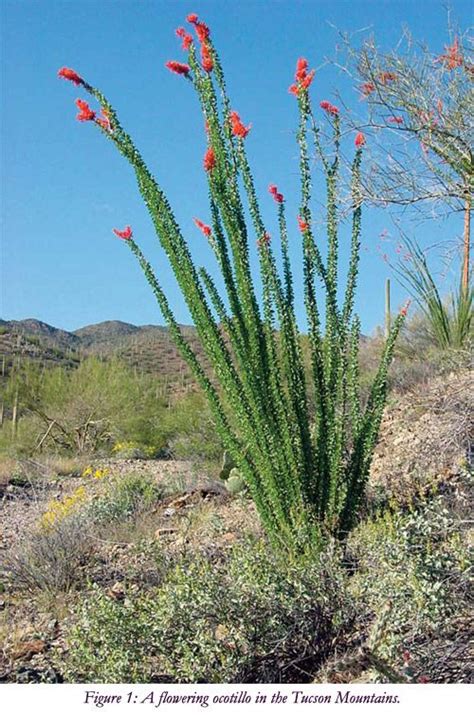 Ocotillo Fouquieria Splendensthe Tucson Cactus And Succul Arizona