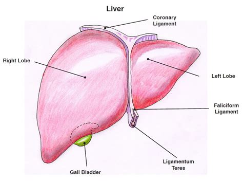 Liver Structure Diagram