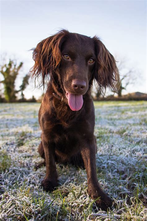 Long Haired Dog Breeds List Spefashion