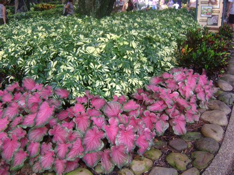 You'll have bright pink, fringed flowers better homes and gardens magazine suggests using this easy ground cover for shady bare spots in the yard. Buy Caladium in Orlando, Florida, Lake Mary, Kissimmee ...