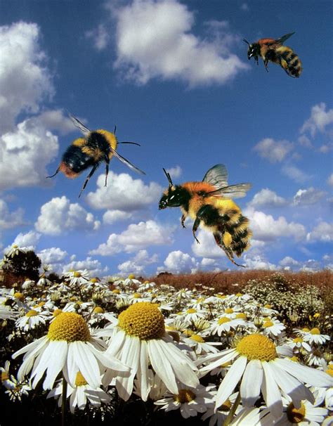 Carder Bees In Flight Photograph By Dr John Brackenburyscience Photo