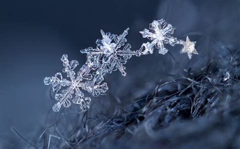 Wallpaper Ice Crystal Snowflakes Winter 2560x1600 Hd Picture Image