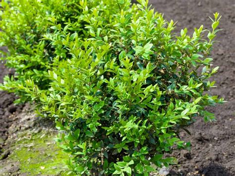 Top 15 Evergreen Bushes For Vibrant Color All Year Long Sprinter