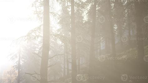 Calm Moody Forest In Misty Fog In The Morning 5607071 Stock Photo At