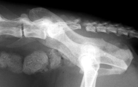 Tail Pull Injury In Cats Felis Vetlexicon