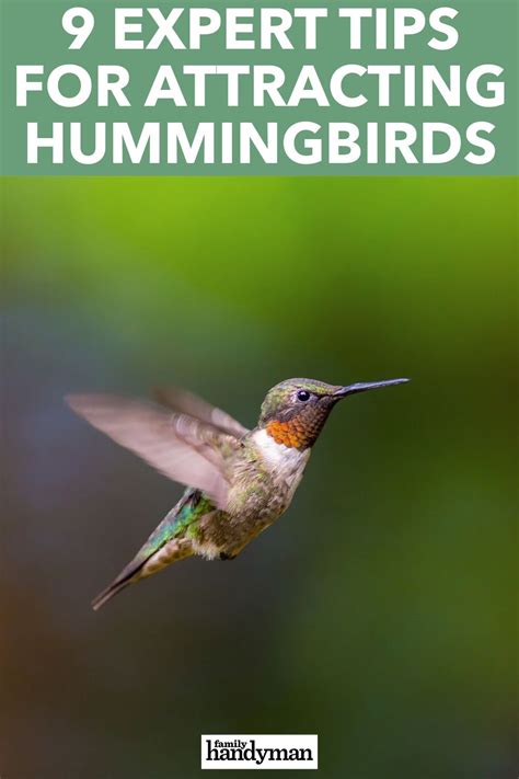9 Expert Tips For Attracting Hummingbirds Feed Hummingbirds Attracting
