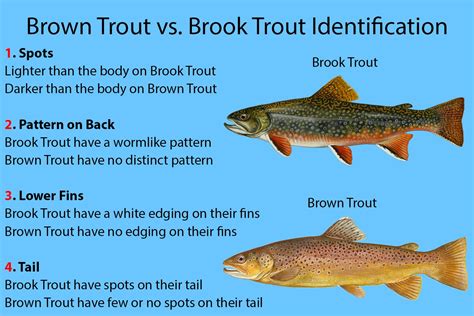 Brook Trout Vs Brown Trout A Simple Guide