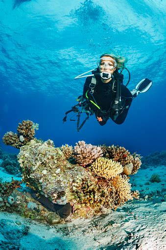 Scuba Diver Is Exploring And Enjoying Coral Reef Sea Life Sporting