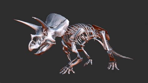 Triceratops Horridus 3d Model By Fossil Models Fossilmodels B8b53e5 Sketchfab