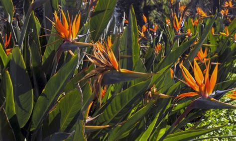 Bird Of Paradise Garden Free Stock Photo Public Domain Pictures