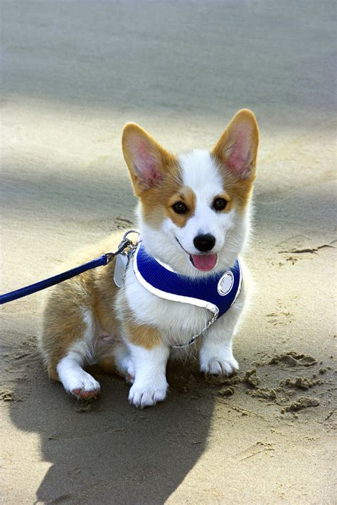 Corgi Puppies Corgi Puppy Breed Facts And How To Get A Puppy