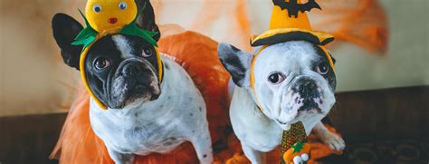 Halloween Pet Costume Contest Veterinary Specialists Of The Rockies
