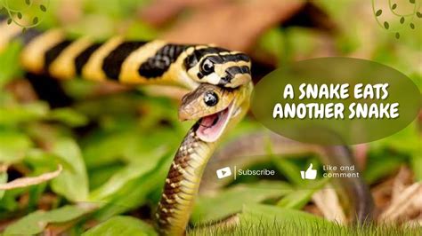 A Snake Eats Another Snake Youtube
