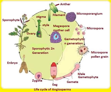 Life Cycle Of Angiosperms Diagram
