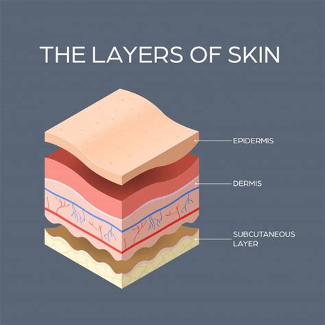 Cross Section Of Human Skin Layers Structure Skincare Medical Concept Flat Skin Types Chart