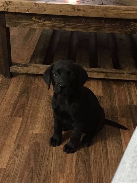 They are best known as waterfowl retrieving dogs but also are very widely used as service dogs, guide dogs, and search and 2 getting a labrador retriever puppy from a breeder. Labrador Retriever Puppies For Sale | Benson, NC #273714
