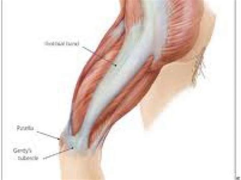 At the hip, the hamstring muscles attach on your sitting bones. How Hip muscles can be cause of hip, knee or foot pain ...