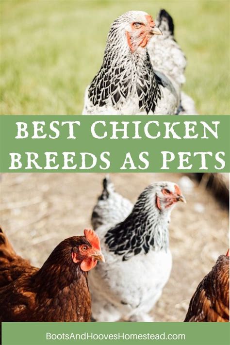 The #1 free pet classifieds site to buy, sell and rehome chickens and other poultry near me. 5 of Our Favorite & Best Chickens for Pets | Chicken ...