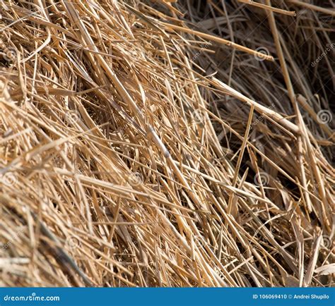 Dry Hay As Background Stock Photo Image Of Grass Yellow 106069410