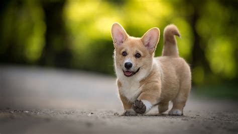 Corgi Hd Wallpaper