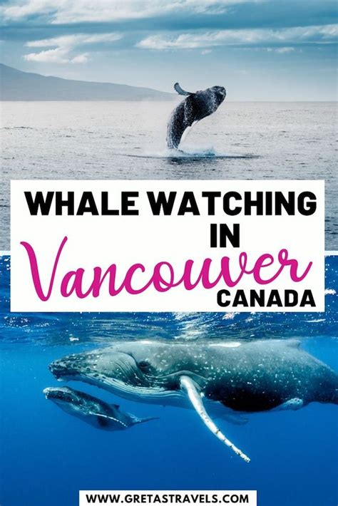 Whale Watching In Vancouver Canada The Ultimate Guide