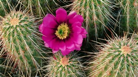 One Pink Flower Of The Cactus Wallpapers And Images Wallpapers