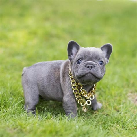 Bask In The Stunning Beauty Of The Blue Pied French Bulldog