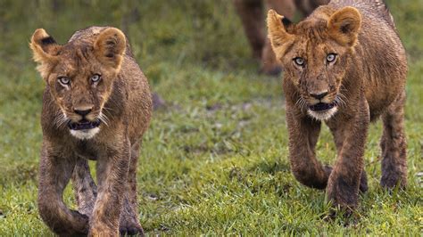 No Lion Extinction Risks Sufficient Numbers For Tourism Ministry