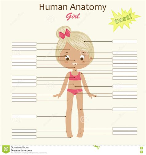 Female Body Diagram Blank Ovary Diagram Blank Female Reproductive