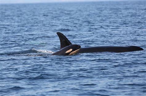 J Pods New Baby Orca Appears Healthy And Precocious In Recent Photos