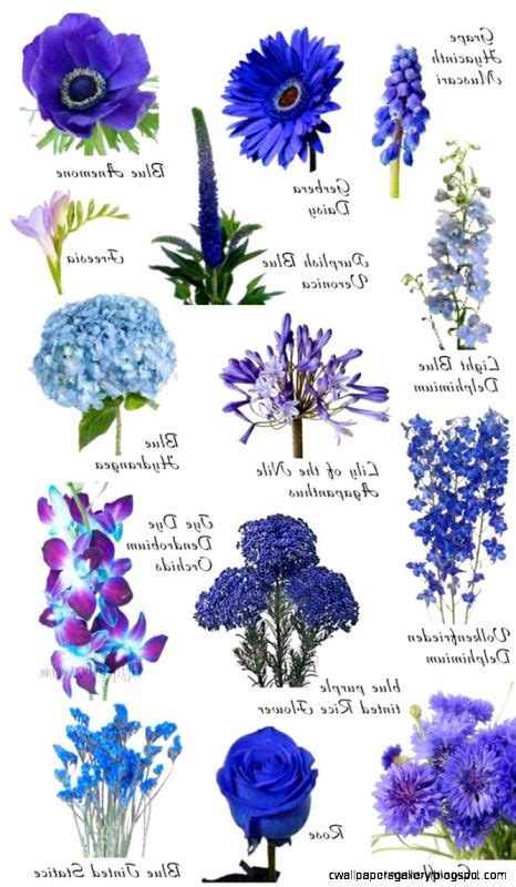 Blue Flowers Blue Wedding Flowers Flower Names Beautiful Flowers