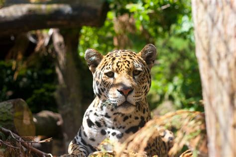 Jaguar Wild Cat Wallpapers Hd Desktop And Mobile Backgrounds