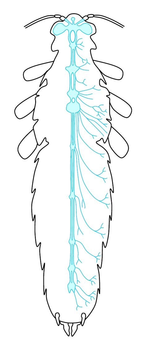 Chart of different human organ system. The Insect Nervous System