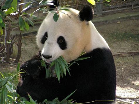 Worlds Oldest Captive Giant Panda Passes Away Plants And Animals