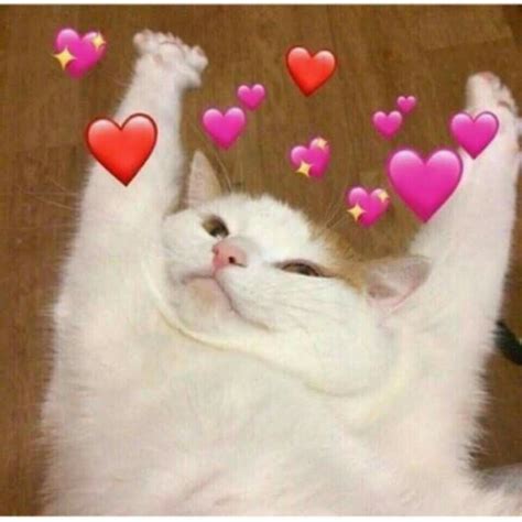 Love Heart Emoji Meme Cat