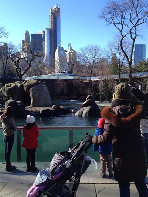 A bactrian camel, according to the san diego zoo, grows to a shoulder height of 6 feet (1.8 meters) and a body. Central Park Zoo. Buy tickets on line and save 10%. $16 ...