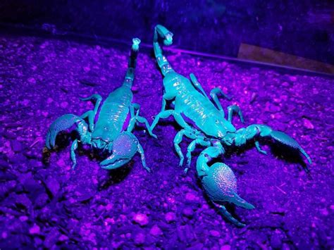 Blue Emperor Scorpion