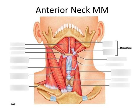 Anterior Neck Muscles Diagram Quizlet