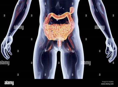 The Intestines 3d Rendered Anatomical Illustration Stock Photo Alamy