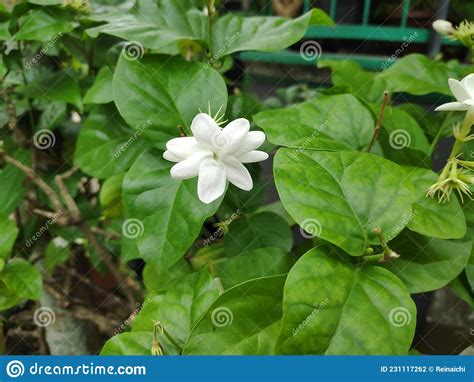 White Jasmine Flower Bud Bloom Green Leaves Stock Photo Image Of