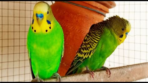 9 Hr Budgies Chirping Talking Singing Parakeets Sounds Reduce Stress